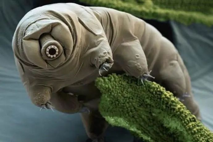 水熊虫能被核弹杀死吗,核弹能不能炸死水熊虫