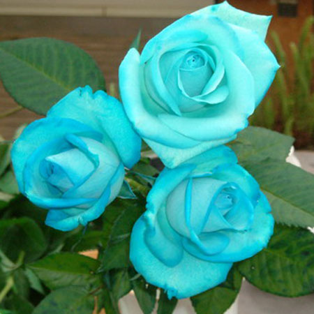 玫瑰为什么被视为爱情,玫瑰花花语及代表意义和象征