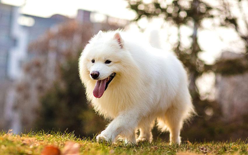 盘点各种品种的狗狗,狗狗可以吃的12个品种