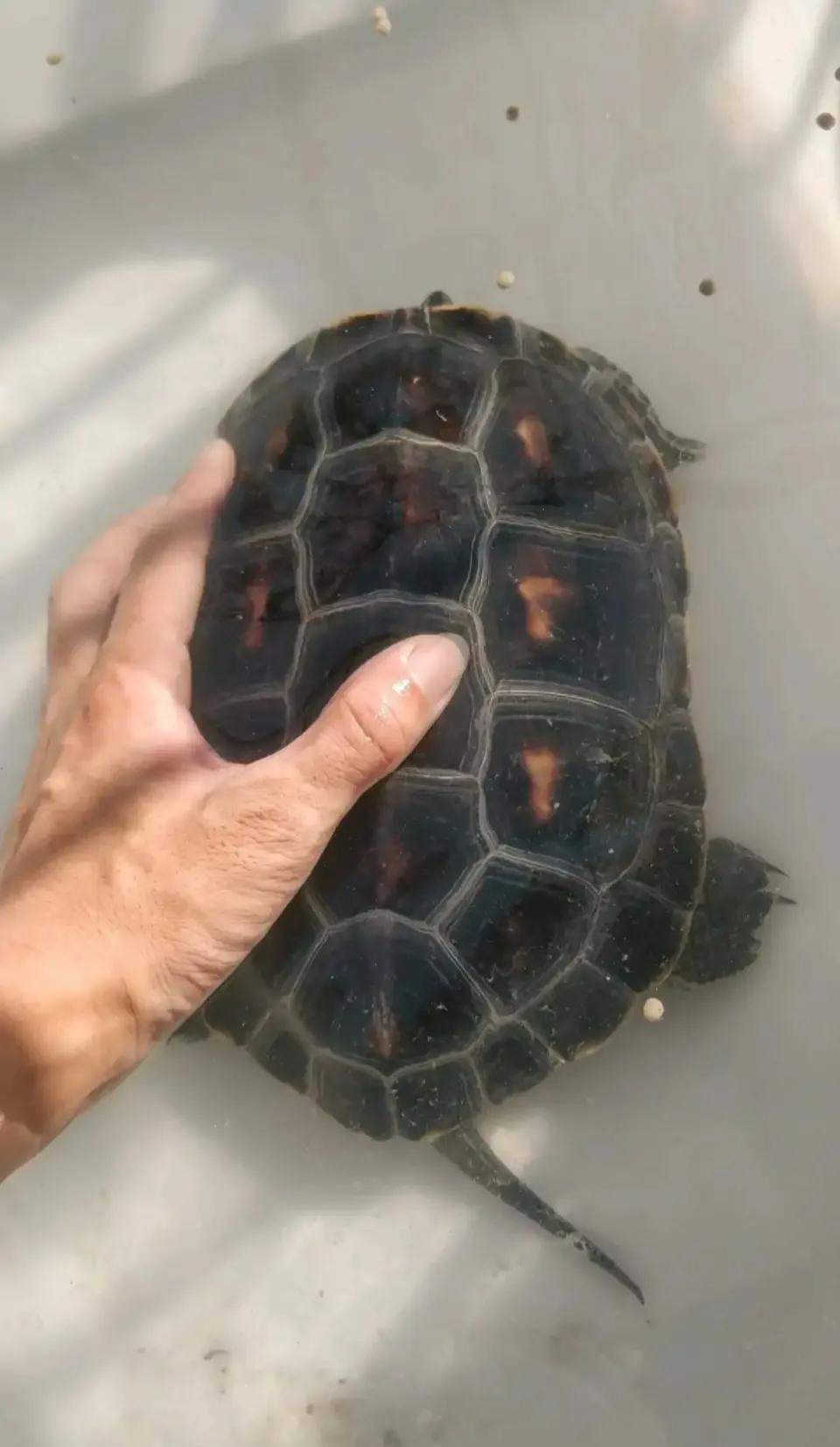 一入龟坑深度解析,养龟新手踩坑