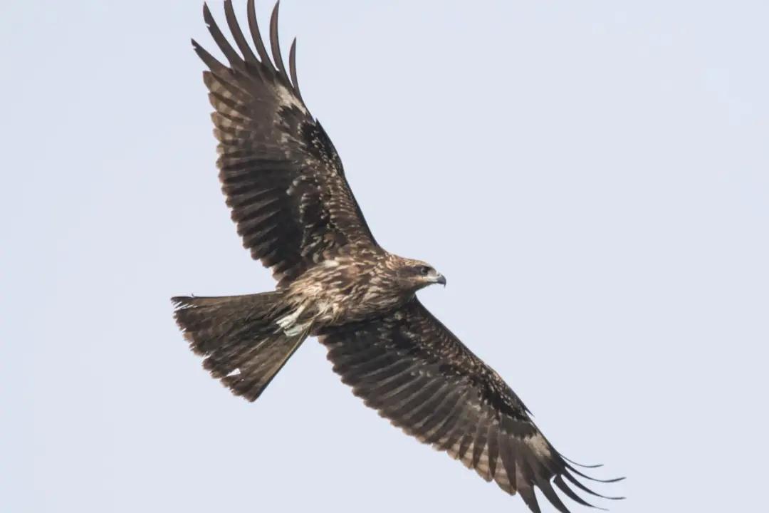 中国的植物多样性保护,全国林草生物多样性保护成就展