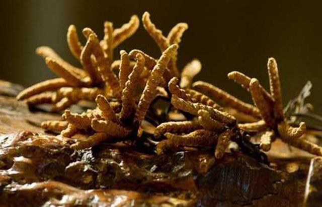 冬虫夏草神药走下神坛,冬虫夏草是神药