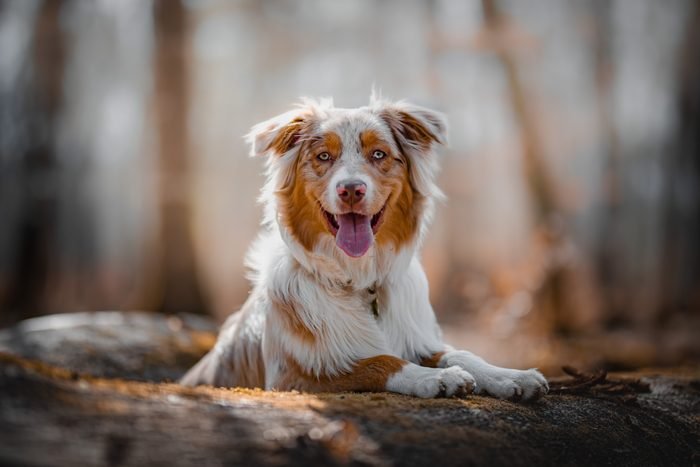 讨人喜欢的犬种有哪些,最喜欢的狗是什么狗