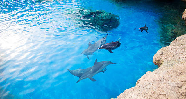 珠海长隆海洋王国游玩简介攻略,长隆海洋王国玩1天
