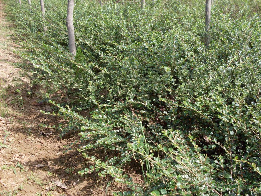 这野草远看似“绿蜈蚣”，看着吓人作用却多，数量少遇到要珍惜