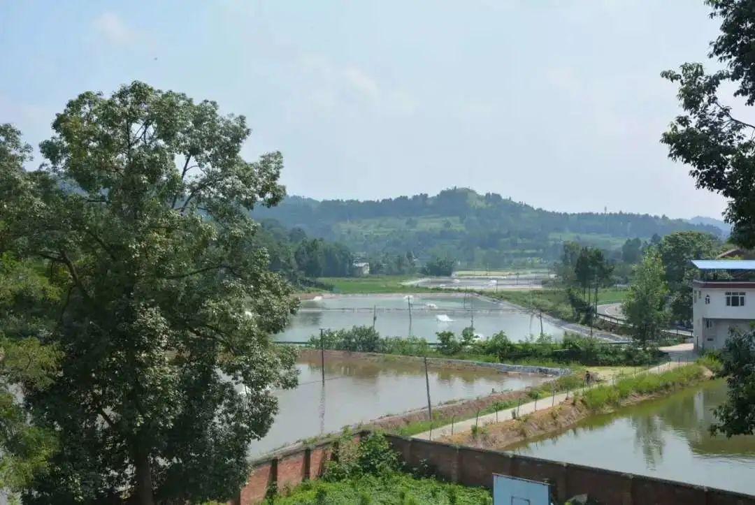 白对虾做法简单又好吃,白对虾怎么做才好吃