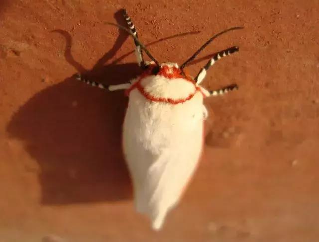 蔬菜害虫种类大全,蔬菜害虫分类及图片大全