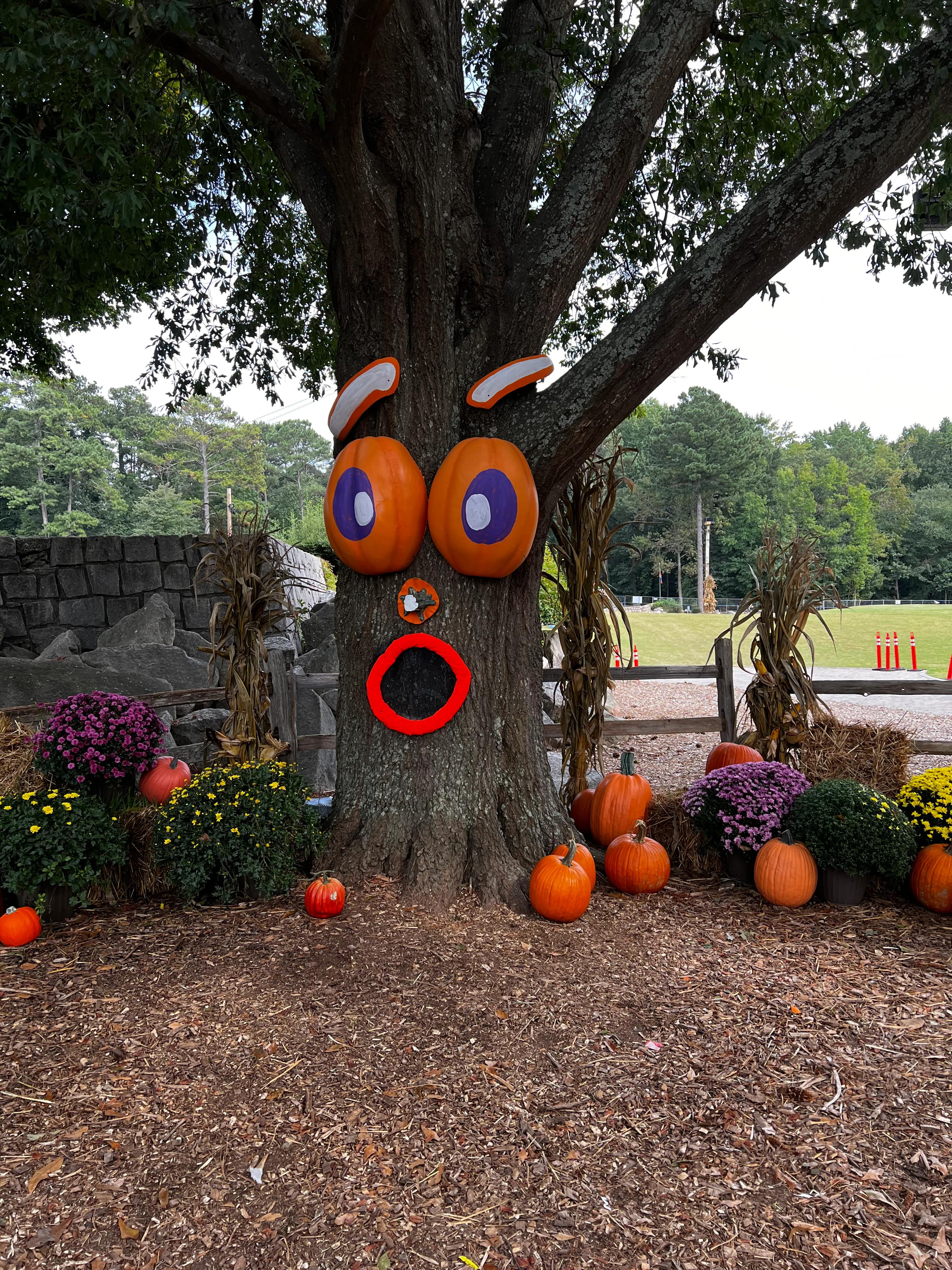 纽约南瓜灯展,美国南瓜灯展