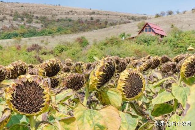 盐碱地种植什么品种树,70亩盐碱地适合种什么