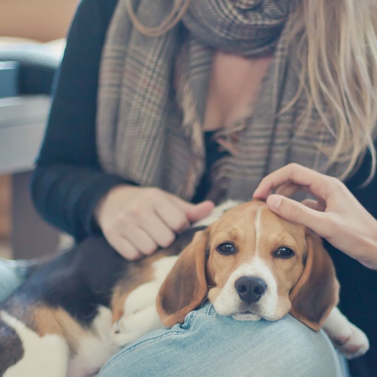 最忠诚的犬种排名拉布拉多,最忠诚的4种狗中华犬种2种上榜