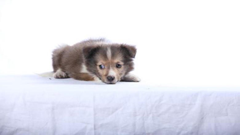 领养狗狗可以挑选品种和年龄么,领养狗狗要领养什么样子的好