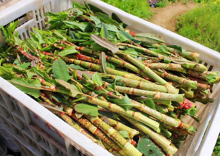 俗称“酸竹筒”，1月长1米，若遇到请移栽回去，别不懂其价值