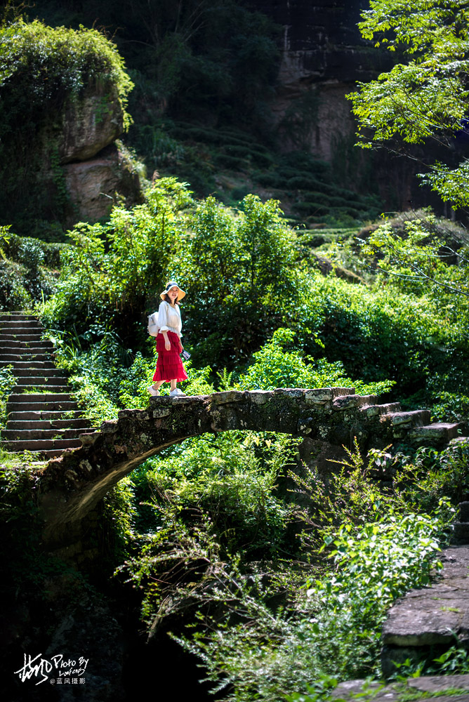 武夷山大红袍茶树,武夷岩茶一级大红袍多少钱