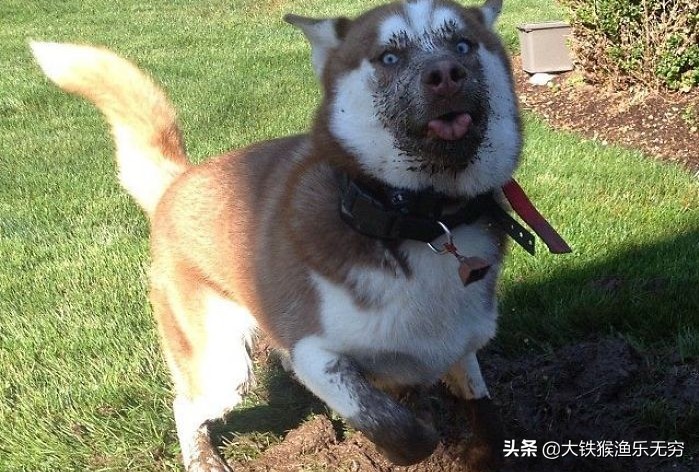 哪些东西诱鱼效果好用,真正的诱鱼神奇效果