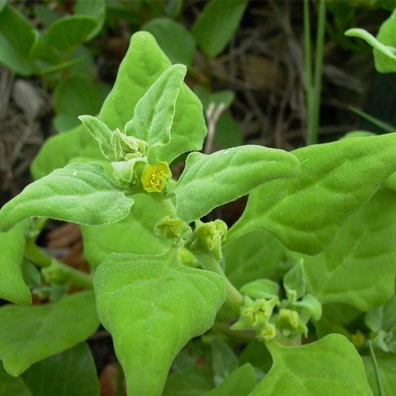 中药番杏叶子功效与作用,番杏播种土