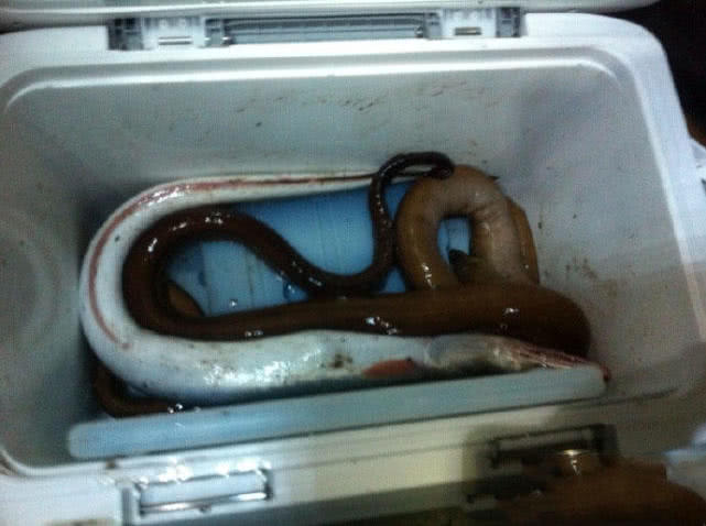 夜钓海鳗用什么饵,夜钓海鳗用沙蚕