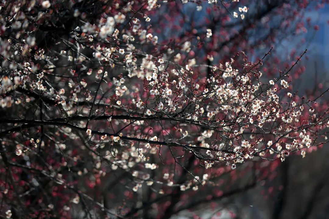 陆游春节的诗,陆游写的关于成都的诗