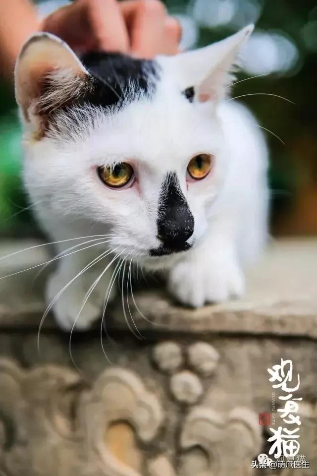 “你根本不爱猫，你就是馋它的身子！”