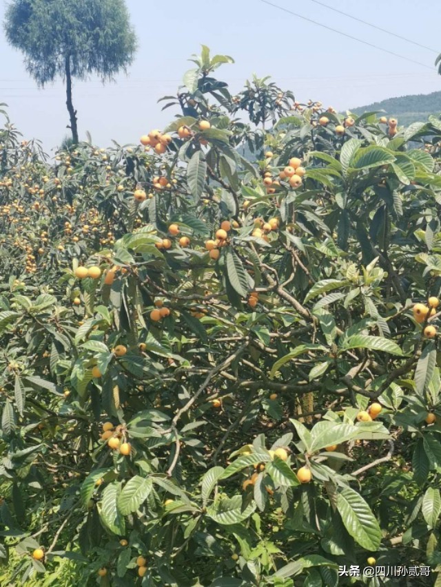 老村长农村电商,老村长农副产品直播间