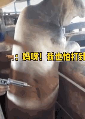 给母猪保健用什么中药最好,给母猪做产后护理