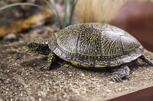 新到家的小招财龟不吃东西怎么办,新到家的龟泡电解多维应该泡多久