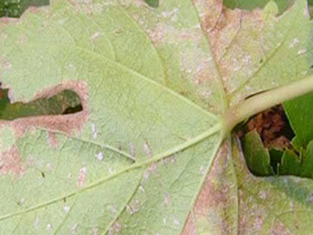 菊花有哪些病虫害及防治,菊花常见病害及治疗方法
