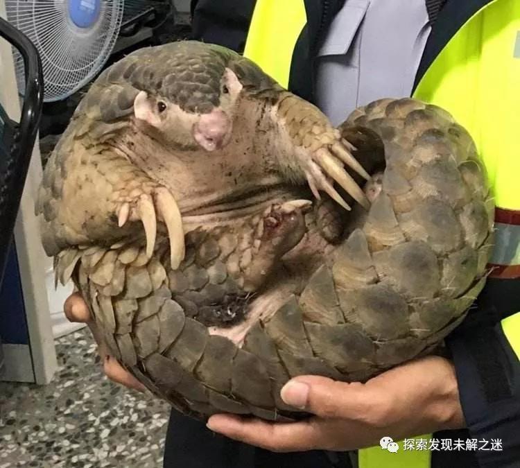 十大不能吃的野生蝙蝠,野生蝙蝠吃啥