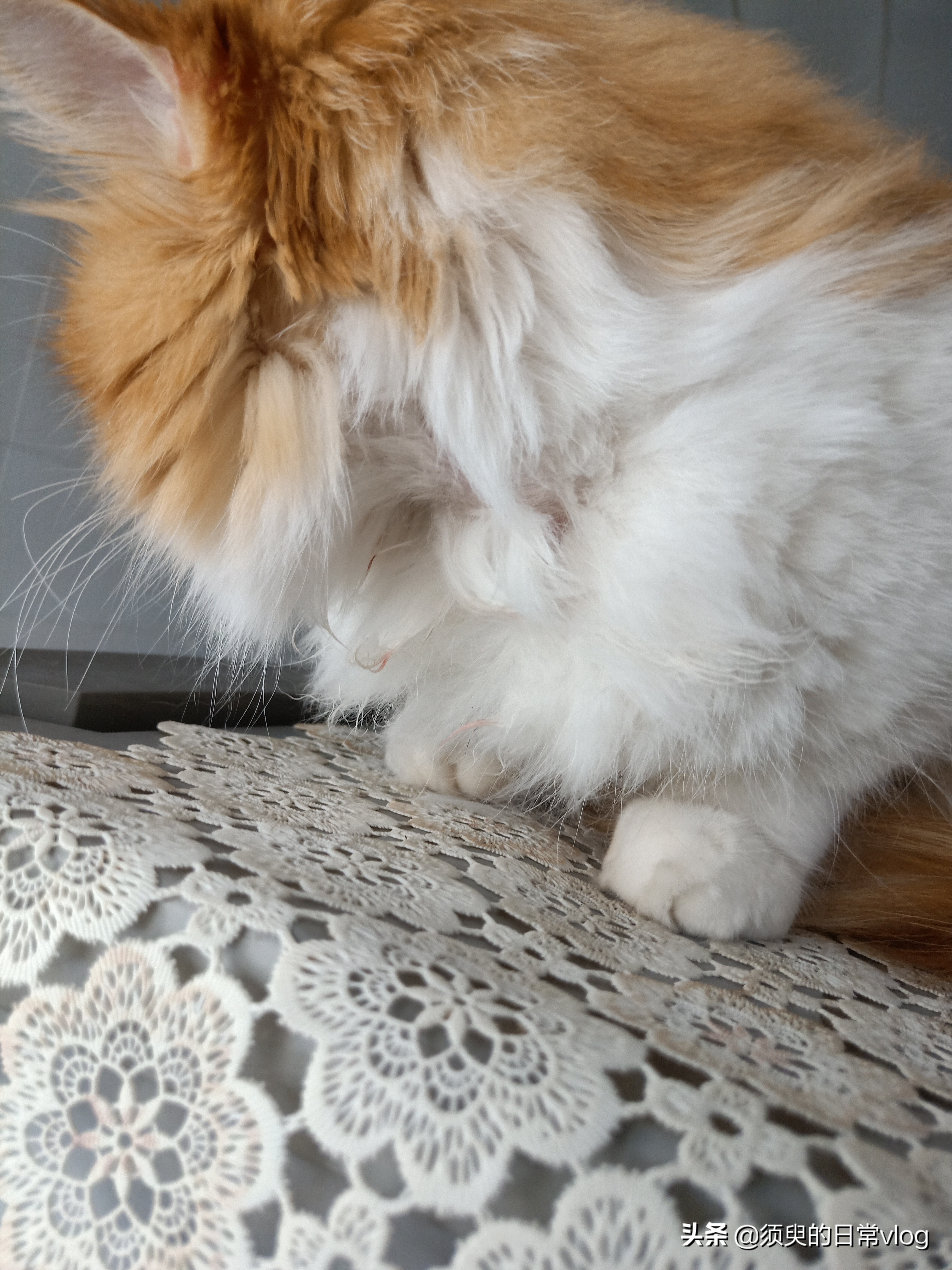 朋友的猫寄养在我家我的猫很凶,猫寄养在别人家有什么禁忌