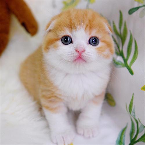 我喜欢的小动物二年级范文小猫咪,我最喜欢的小动物二年级作文小猫