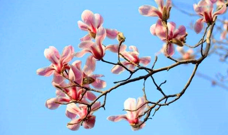 正官坐下食神如何取象,食神取象是什么意思