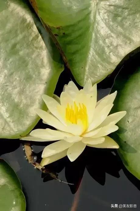 江南可采莲莲叶何田田全诗讲解,有关莲的古诗词大全