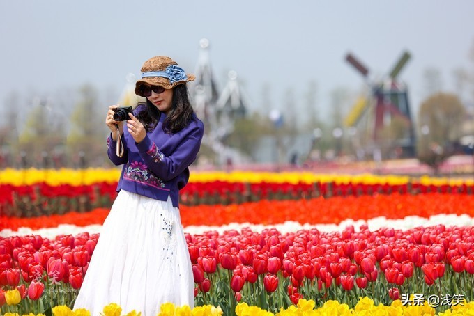芬芳之人方能遇到芬芳之心，郁金香开成了荷兰花海