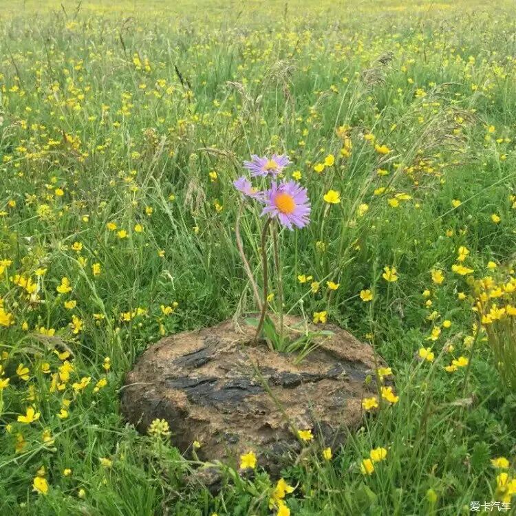 牛粪猪粪鸡粪牛粪各有什么优缺点,牛粪鸡粪猪粪混合哪个肥效更好