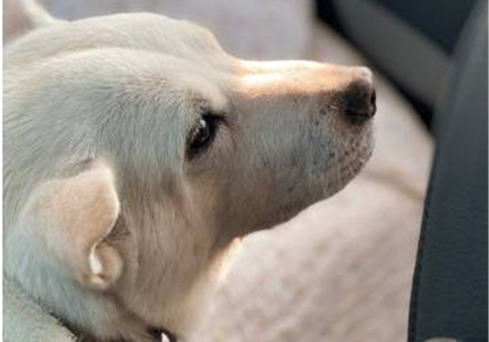 柴犬被主人抛弃了特别抑郁怎么办,柴犬被找到只剩半只后续