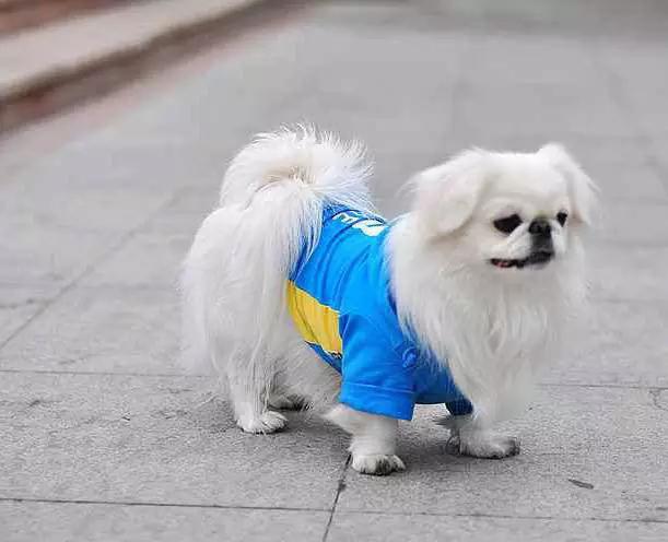 45种狗狗,45种狗类