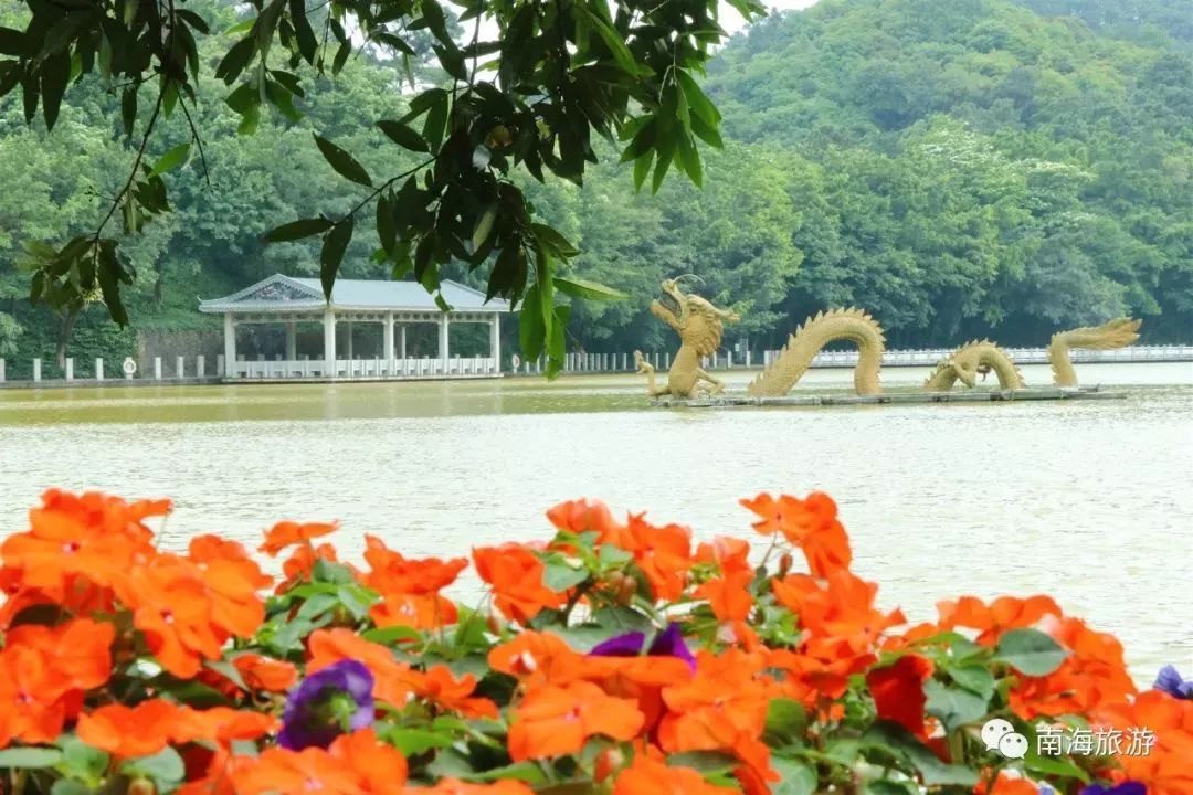 南海惊现“四月雪花”，漫山遍野桐油花开，美呆了！