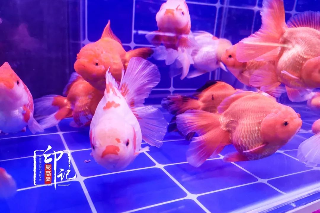 商丘道北花鸟批发市场,商丘花鸟宠物市场