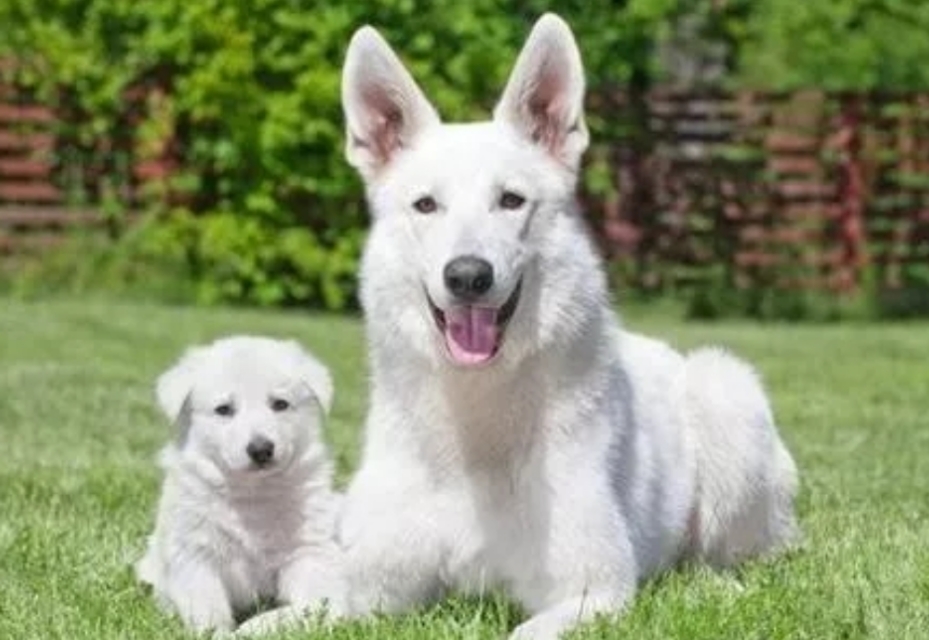 德国牧羊犬白色,白色德国牧羊犬多少钱