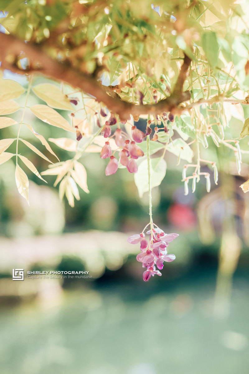 苏州旅游最不能错过的江南园林,留园拙政园是苏州著名的园林