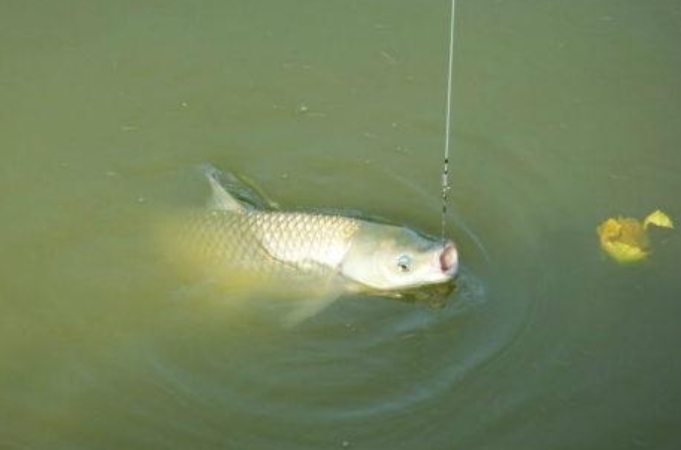 诱钓草鱼技巧,诱钓草鱼最快的方法