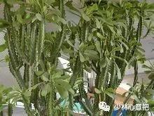 中药药材大全及功效,补肾中药大全及功效