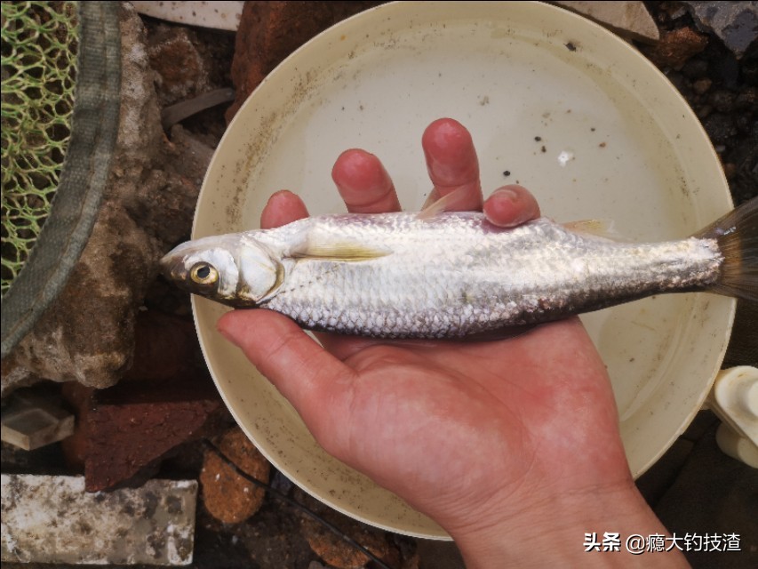 如何更好的钓小白条,钓白条的正确方法和技术