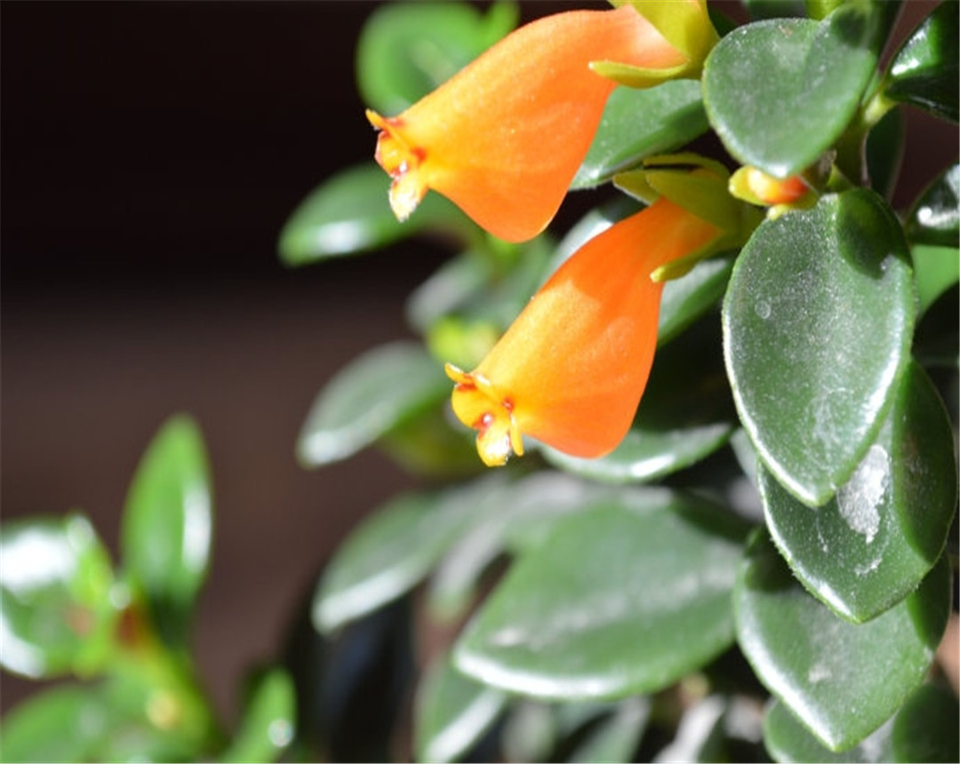 金鱼吊兰的养殖方法每日分享,小金鱼吊兰的养殖方法和注意事项