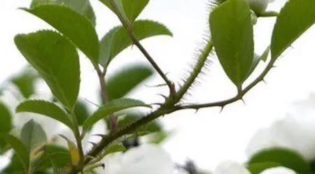 月季玫瑰蔷薇的关系,玫瑰月季蔷薇哪个香