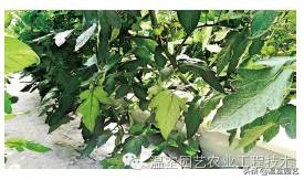 了解无土栽培的相关知识,有关无土栽培技术的详细内容资料