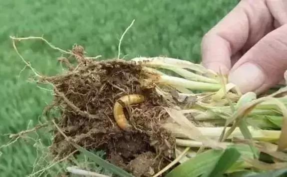 蔬菜害虫种类大全,蔬菜害虫分类及图片大全