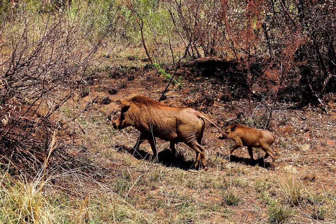 我国野猪泛滥，无虎豹下，野猪称雄，允许猎杀为何不许吃肉？