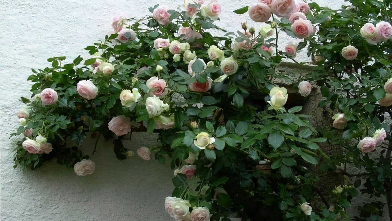 粉龙沙宝石月季花墙图片大全,多季开花深粉龙沙宝石爬藤月季