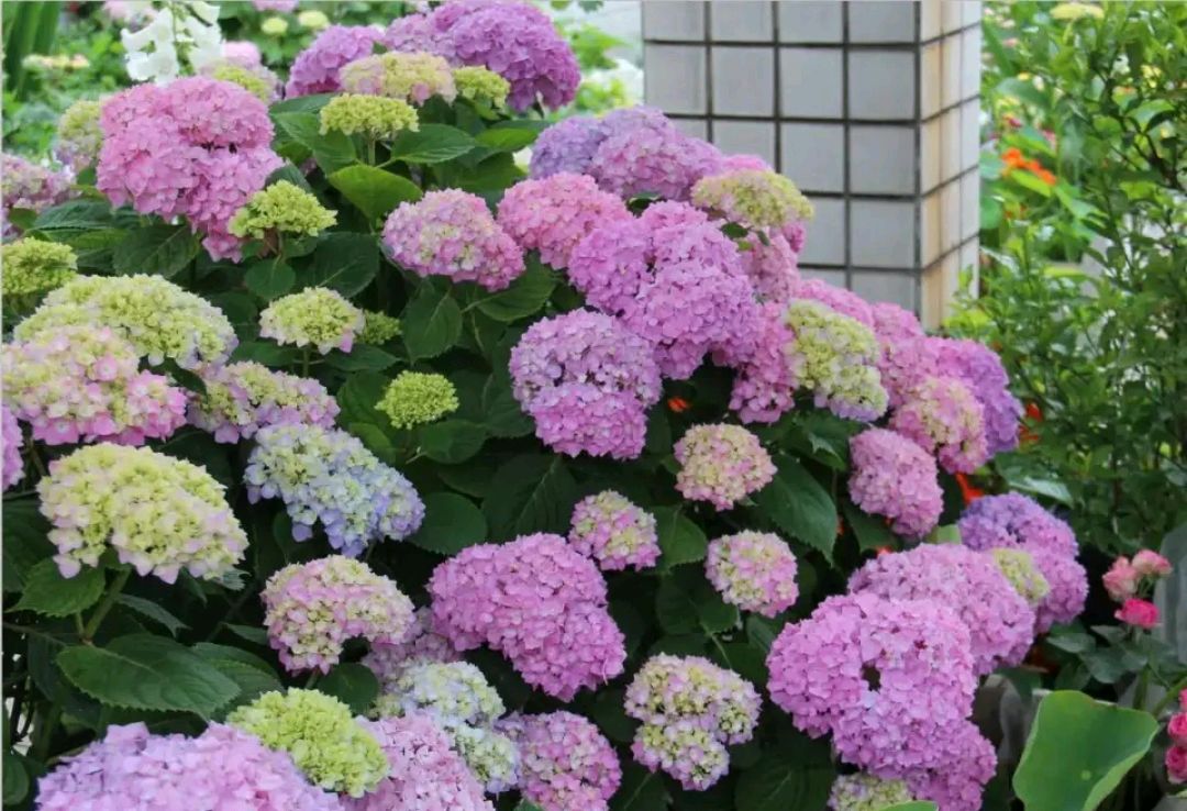 绣球修剪后发芽叶子枯萎,修剪绣球后浇水出现了伤流怎么办