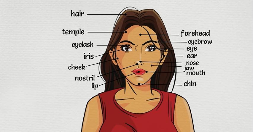 英语学习身体各部位名称,每日英语28个身体部位单词教学